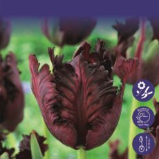 8718641996072 1 Tulip Black Parrot.jpg